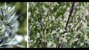 Що лікує гіркий полин: корисні властивості та застосування рослини