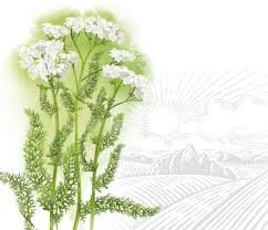 Що лікує деревій: основні переваги та застосування рослини