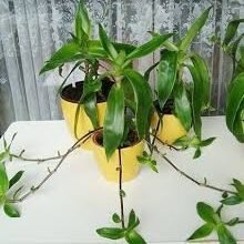 Що лікує золотий вус: властивості та застосування в медицині