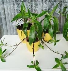 Що лікує золотий вус: властивості та застосування в медицині Що лікує золотий вус: властивості та застосування в медицині