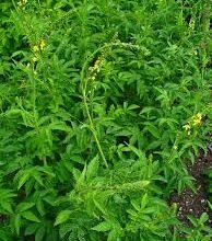 Що Лікує Парило: Корисні Властивості і Застосування Трави