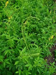 Що Лікує Парило: Корисні Властивості і Застосування Трави