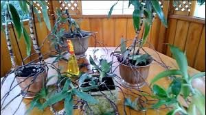 Золотий вус що лікує: відкрийте секрети природного зцілення