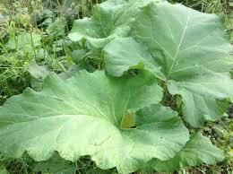 Що лікує печінку: ефективні методи догляду та відновлення органу