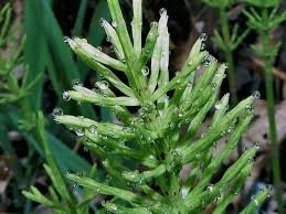 Що лікує польовий хвощ: корисні властивості та застосування