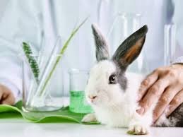 Геморагічна хвороба кролів: чи безпечно споживати їхнє м’ясо?