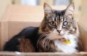 Хвороба очей у котів: причини, симптоми та методи лікування