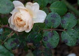 Хвороба троянд: ознаки, причини та ефективні методи лікування