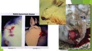 Геморагічна хвороба: симптоми, причини та ефективне лікування