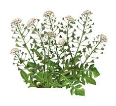 Чи можна пити цикорій при цукровому діабеті: корисні властивості і поради