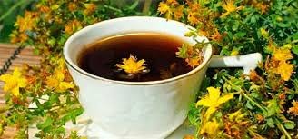 Звіробій що лікує: дивовижні властивості цілющої рослини