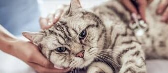 Сечокам’яна хвороба у котів: основні симптоми та лікування