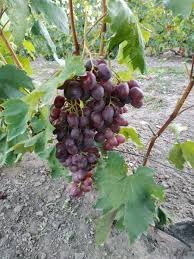 Хвороба винограду: фото симптомів та способи лікування Хвороба винограду: фото симптомів та способи лікування