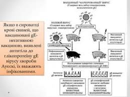 Хвороба Ауєскі: симптоми, діагностика та методи лікування