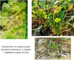 Цереброваскулярна хвороба ВЛК: Причини, симптоми та лікування