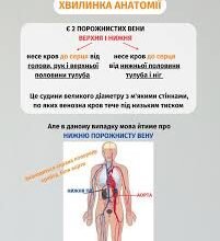 Чи можна вагітним спати на спині: поради та рекомендації лікарів