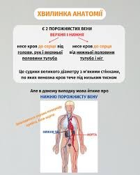 Чи можна вагітним спати на спині: поради та рекомендації лікарів Чи можна вагітним спати на спині: поради та рекомендації лікарів