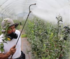 Чи можна вносити гербіциди в населеному пункті: правила і обмеження