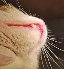 Хвороба Якобса у котів: симптоми, діагностика та лікування