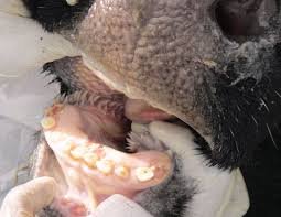 Хвороба ящур у людей: симптоми, діагностика та лікування