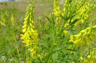 Що лікує донник: користь та застосування в народній медицині