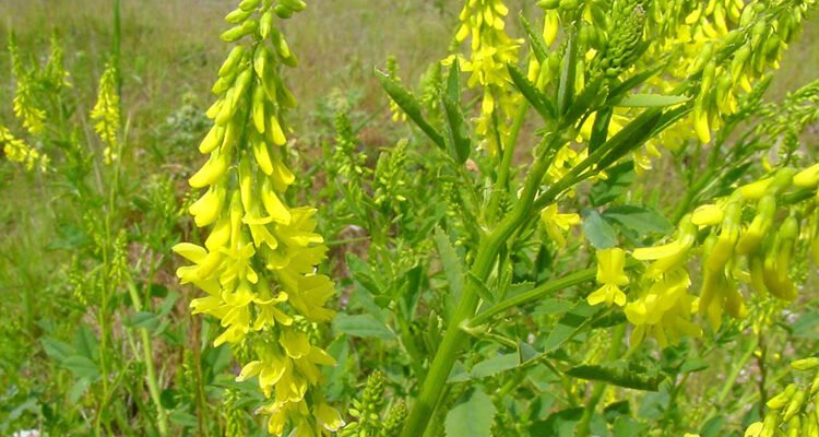 Що лікує донник: користь та застосування в народній медицині