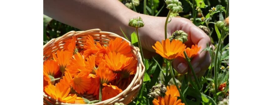 Що лікує календула: властивості та застосування цілющої рослини