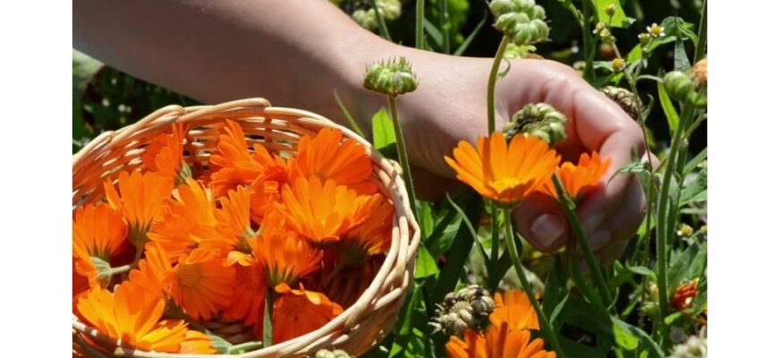 Що лікує календула: властивості та застосування цілющої рослини