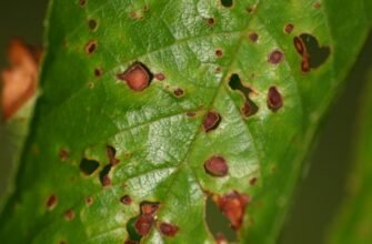 Хвороба персика: симптоми, причини та методи лікування