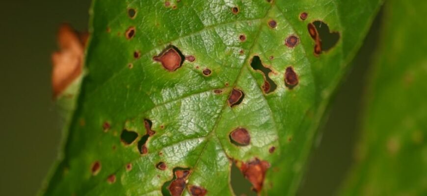 Хвороба персика: симптоми, причини та методи лікування