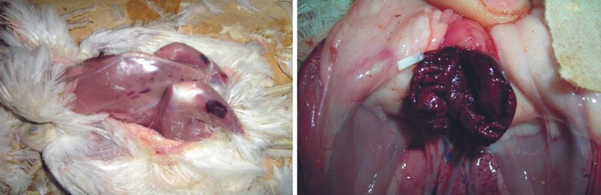 Хвороба Гамборо: Основні симптоми та перші ознаки у птахів