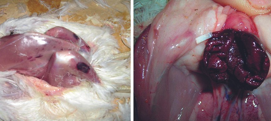 Хвороба Гамборо: Основні симптоми та перші ознаки у птахів