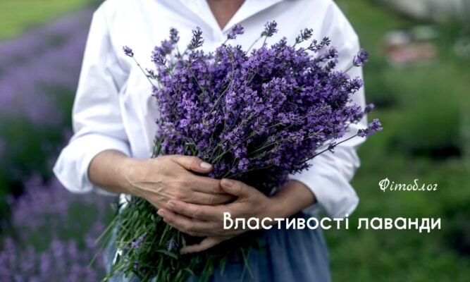 Що Лікує Лаванда: Заспокійливі Та Оздоровчі Властивості Рослини