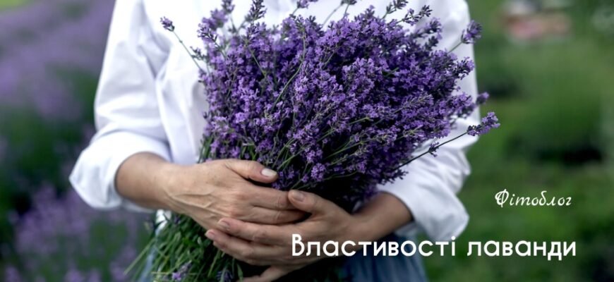 Що Лікує Лаванда: Заспокійливі Та Оздоровчі Властивості Рослини