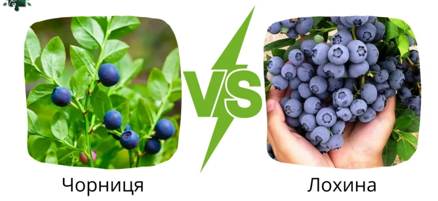 Чим відрізняються лохина і чорниця: головні відмінності ягід