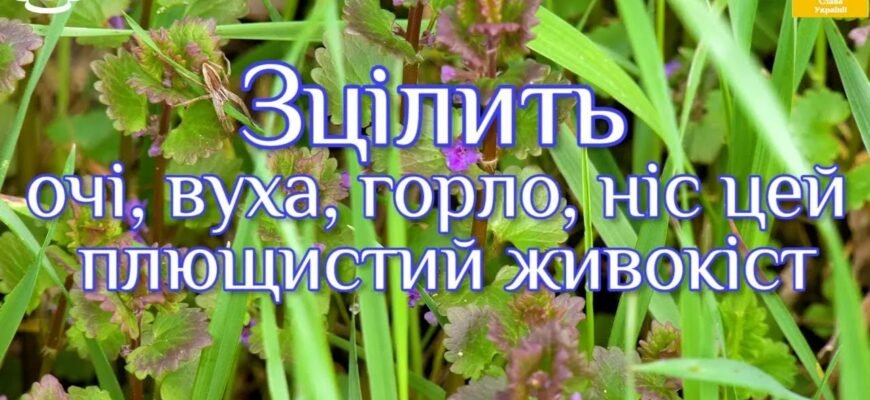 Що лікує живокіст: застосування та корисні властивості засобу