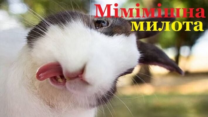 “ШІ відео з тваринами: нова ера розваг та навчання для всіх”