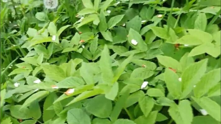 П ядики: цілющі властивості рослини, що лікує та зміцнює здоров’я