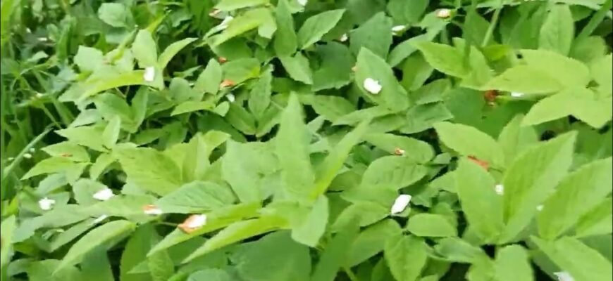 П ядики: цілющі властивості рослини, що лікує та зміцнює здоров’я