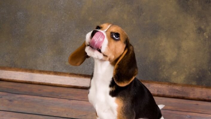 Чи можна собакам кістки: безпечність, ризики та рекомендації ветеринарів