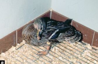 Хвороба Ньюкасла: ефективне лікування та рекомендації для одужання