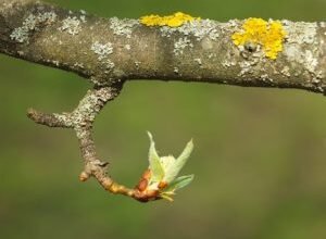 Хвороба на деревах: Як розпізнати та запобігти поширенню
