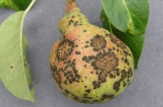 Хвороба груші: причини, симптоми та методи лікування дерев