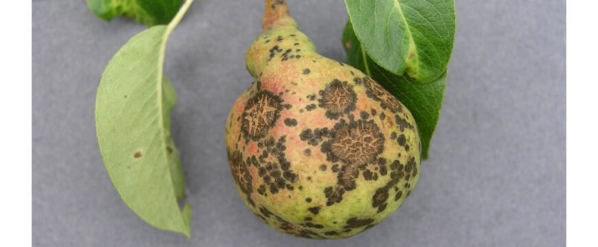 Хвороба груші: причини, симптоми та методи лікування дерев