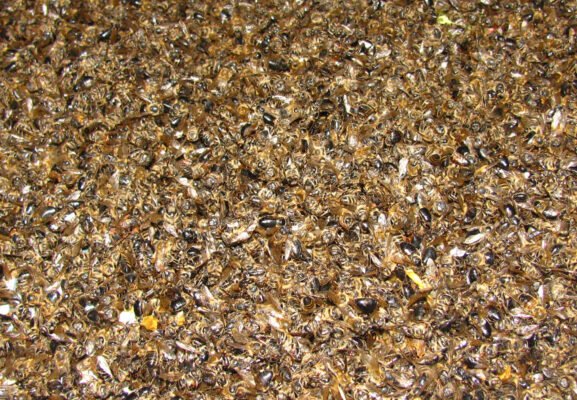 Що лікує бджолиний підмор: ефективні способи використання в медицині