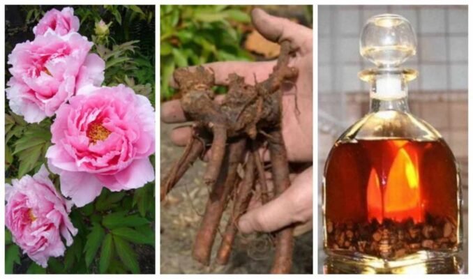 Настойка півонії: лікувальні властивості та застосування