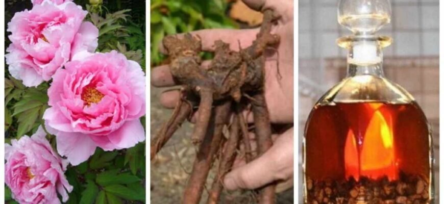 Настойка півонії: лікувальні властивості та застосування