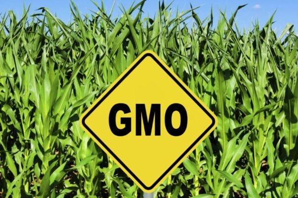 Сон про летючу мишу: розкриття таємниць вашої підсвідомості Сон про летючу мишу: розкриття таємниць вашої підсвідомості