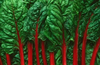 Кальвадос: Історія, виробництво та найкращі сорти сидрового бренді