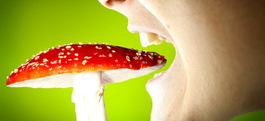 Що лікує червоний мухомор: властивості та користь для здоров’я